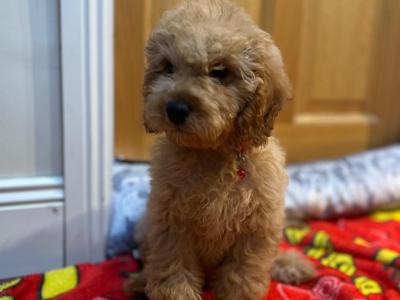 Cavapoo puppies 🐶 🐾