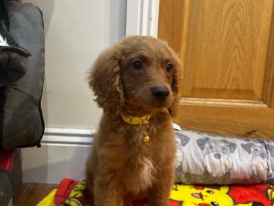 Cavapoo puppies 🐶 🐾