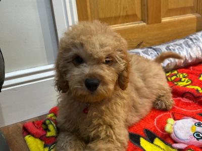 Cavapoo puppies 🐶 🐾