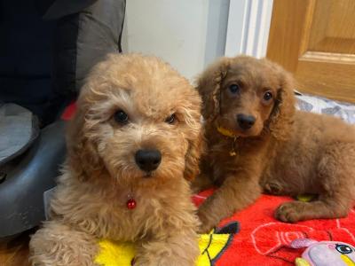 Cavapoo puppies 🐶 🐾