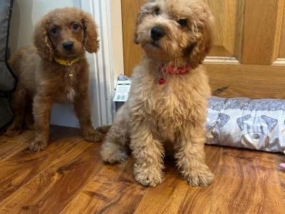 Cavapoo puppies 🐶 🐾