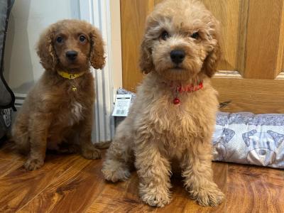 Male Cavapoo puppies 🐶 🐾