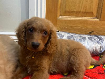 Cavapoo puppies 🐶 🐾