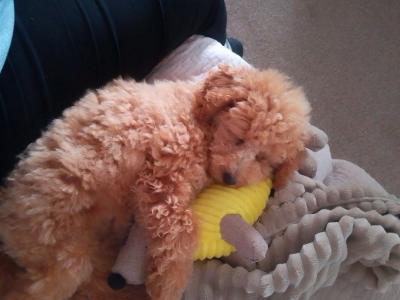 Adorable female Toy Poodle puppy in Kildare