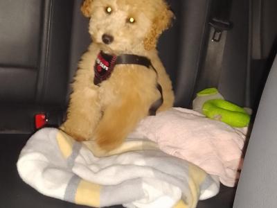 Adorable female Toy Poodle puppy in Kildare