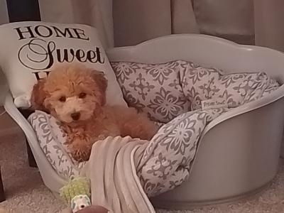 Adorable female Toy Poodle puppy in Kildare