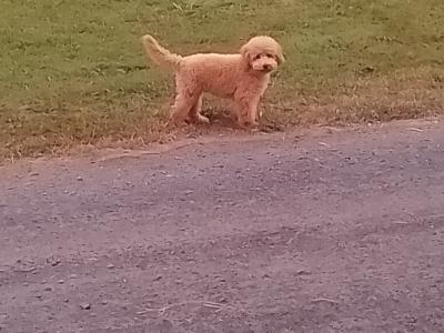 Adorable female Toy Poodle puppy in Kildare