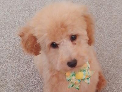 Adorable female Toy Poodle puppy in Kildare