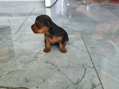 Male miniature Yorkshire Terrier puppy for sale in Kerry