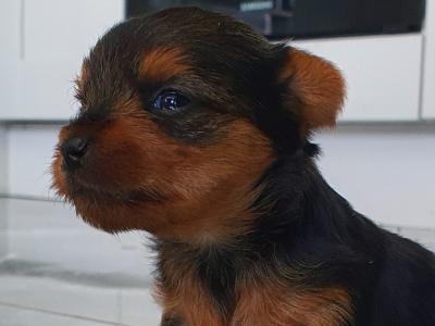 Male miniature Yorkshire Terrier puppy for sale in Kerry