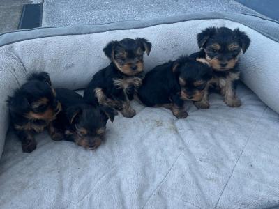 Male miniature Yorkshire Terrier puppy for sale in Kerry