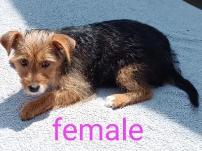 2  Morkie puppies (Maltese x Yorkshire Terrier) in Limerick