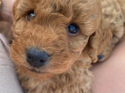 Beautiful red Cavapoo puppies in Wexford