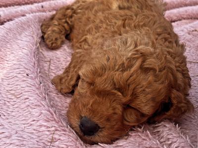 Beautiful red Cavapoo puppies in Wexford