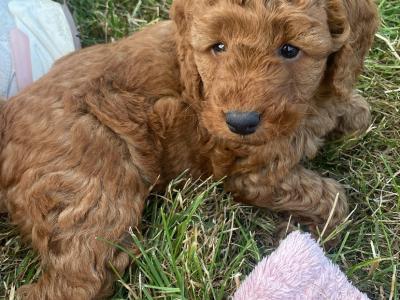 Beautiful red Cavapoo puppies in Wexford