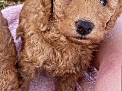 Beautiful red Cavapoo puppies in Wexford