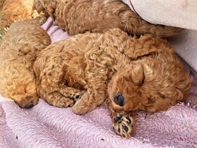 Beautiful red Cavapoo puppies in Wexford