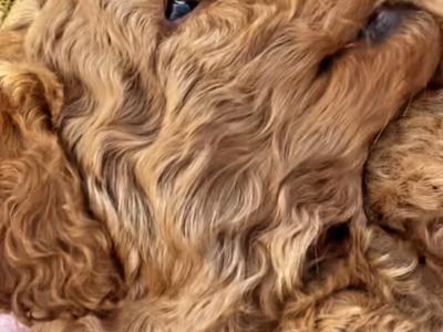 Beautiful red Cavapoo puppies in Wexford