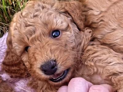 Beautiful red Cavapoo puppies in Wexford