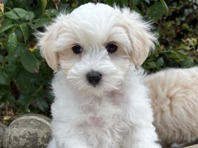 Petite Maltipoo puppies in Longford
