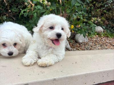 Petite Maltipoo puppies in Longford