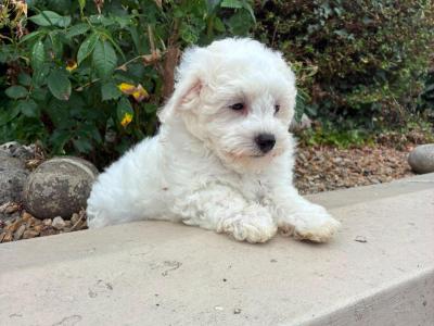 Petite Maltipoo puppies in Longford