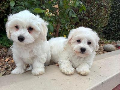 Petite Maltipoo puppies in Longford