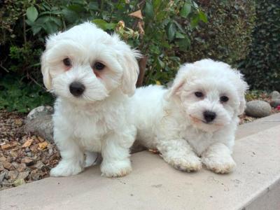 Petite Maltipoo puppies in Longford