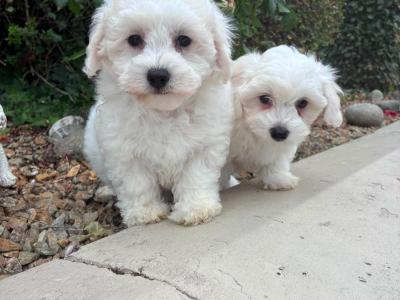 Petite Maltipoo puppies in Longford