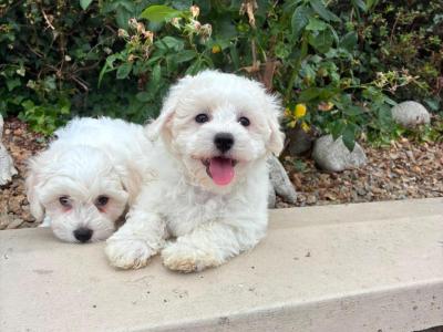 Petite Maltipoo puppies in Longford