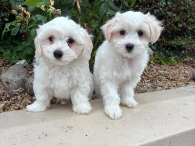 Petite Maltipoo puppies in Longford