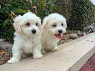 Petite Maltipoo puppies in Longford