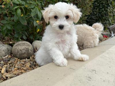 Petite Maltipoo puppies in Longford