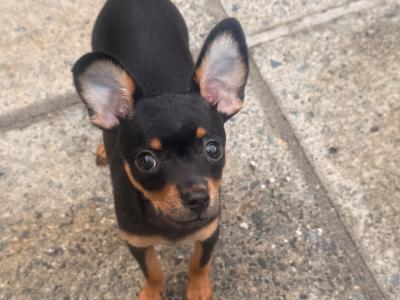 Male Russian Toy Terrier puppy DJ in Louth