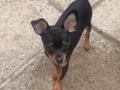 Male Russian Toy Terrier puppy DJ in Louth