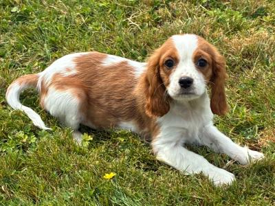 Stunning Cavalier King Charles puppies in Wexford