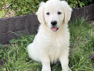 IKC Registered Golden Retriever puppies in Offaly