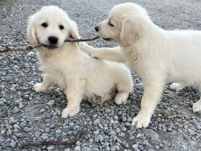 IKC Registered Golden Retriever puppies in Offaly