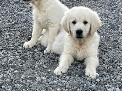 IKC Registered Golden Retriever puppies in Offaly