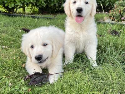 IKC Registered Golden Retriever puppies in Offaly