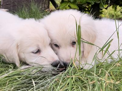 IKC Registered Golden Retriever puppies in Offaly