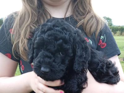 Aadorable Miniature Black  Cockapoo pup non shed affectionate by nature