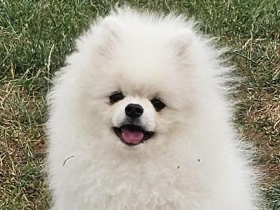 IKC Registered 🇮🇪✨ Exclusive💙 Teddy Bear🧸 Pomeranian puppies in Laois