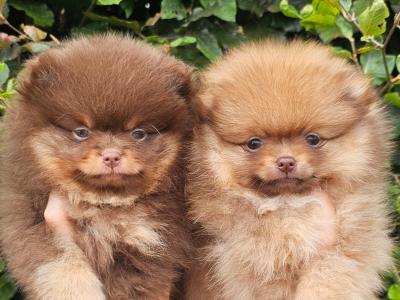 IKC Registered 🇮🇪✨ Exclusive💙 Teddy Bear🧸 Pomeranian puppies in Laois