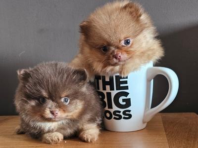 IKC Registered 🇮🇪✨ Exclusive💙 Teddy Bear🧸 Pomeranian puppies in Laois