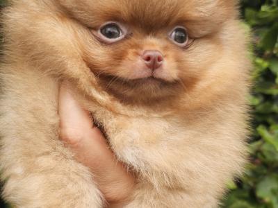 IKC Registered 🇮🇪✨ Exclusive💙 Teddy Bear🧸 Pomeranian puppies in Laois