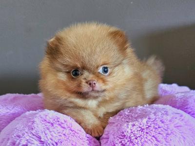 IKC Registered 🇮🇪✨ Exclusive💙 Teddy Bear🧸 Pomeranian puppies in Laois