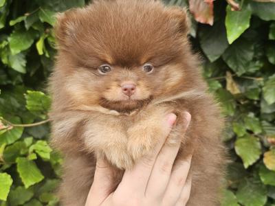 IKC Registered 🇮🇪✨ Exclusive💙 Teddy Bear🧸 Pomeranian puppies in Laois