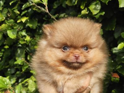 IKC Registered 🇮🇪✨ Exclusive💙 Teddy Bear🧸 Pomeranian puppies in Laois