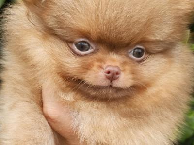 IKC Registered 🇮🇪✨ Exclusive💙 Teddy Bear🧸 Pomeranian puppies in Laois